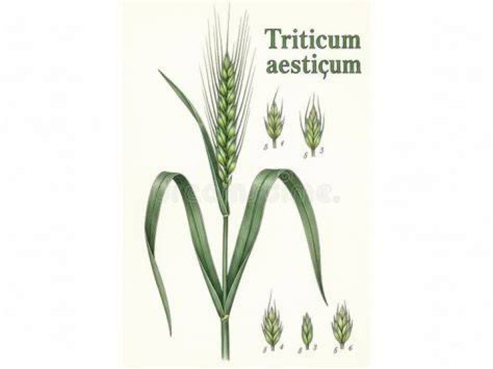 Which is the ploidy of Triticum aestivum?
