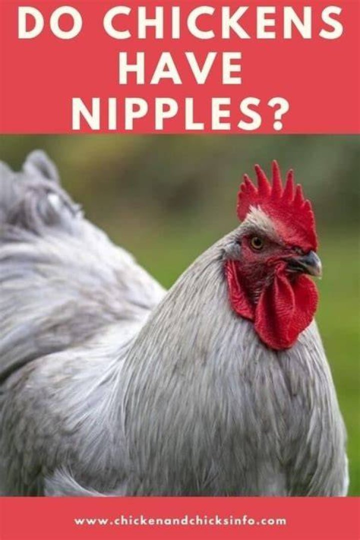 Why do chickens have breasts but no nipples?