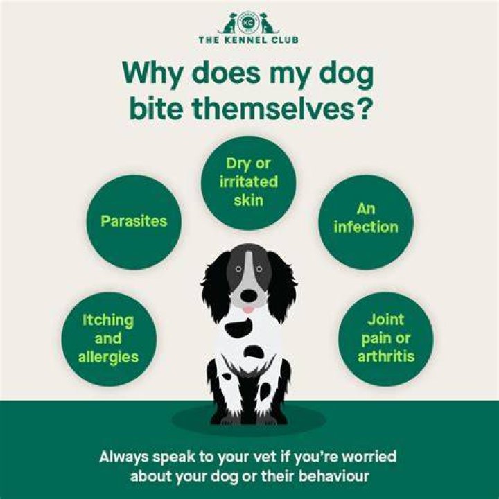 Why does my dog bite stink?