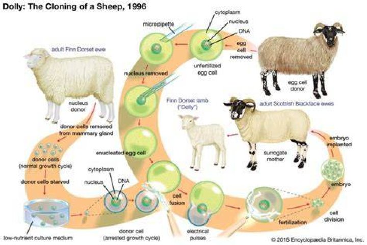 Why is cloning being debated?
