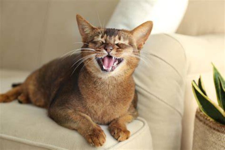 Why is my cat louder than usual?