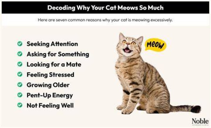 Why is my cat meowing weird all of a sudden?