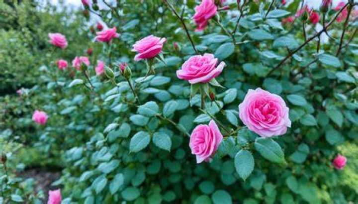 Why is my new rose bush not growing?