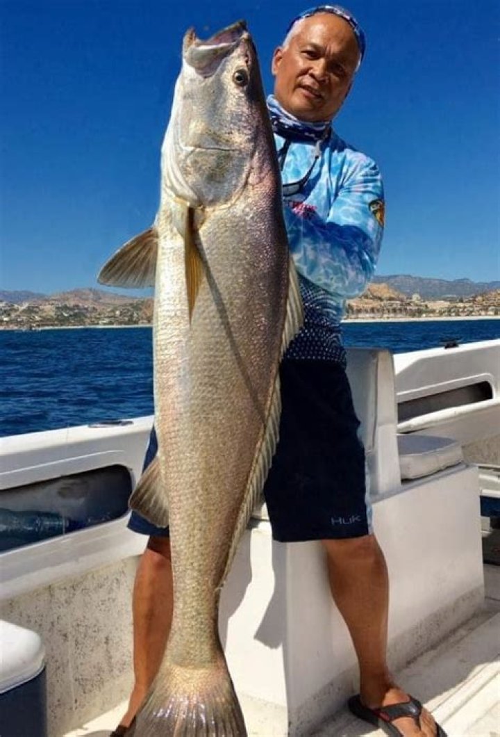 Why is totoaba so expensive?