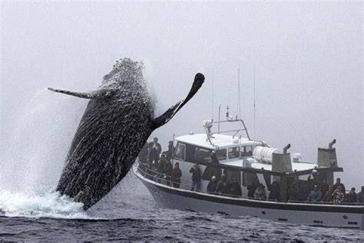 Will a whale jump on a boat?