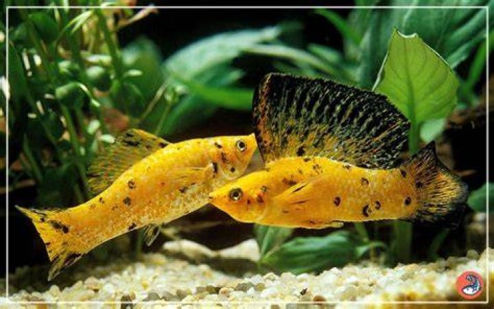 Will mollies breed in my tank?