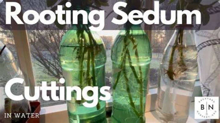 Will sedum cuttings root in water?